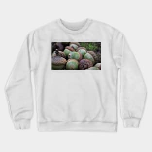 Acorns Crewneck Sweatshirt